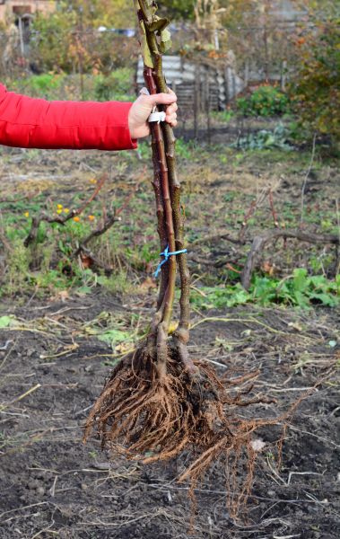 Cost of Shrub Root Removal in Grass Valley
