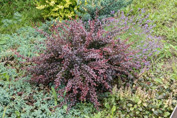 Cost of Japanese Barberry Removal in Grass Valley