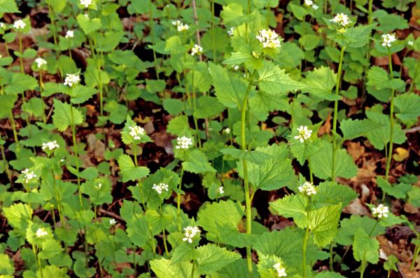 Cost of Garlic Mustard Removal in Grass Valley