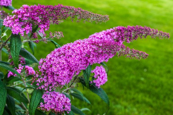 Cost of Butterfly Bush Removal in Grass Valley