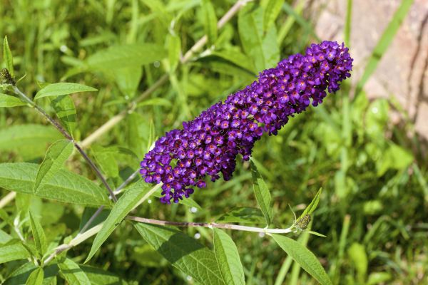 Butterfly Bush Pruning in Grass Valley