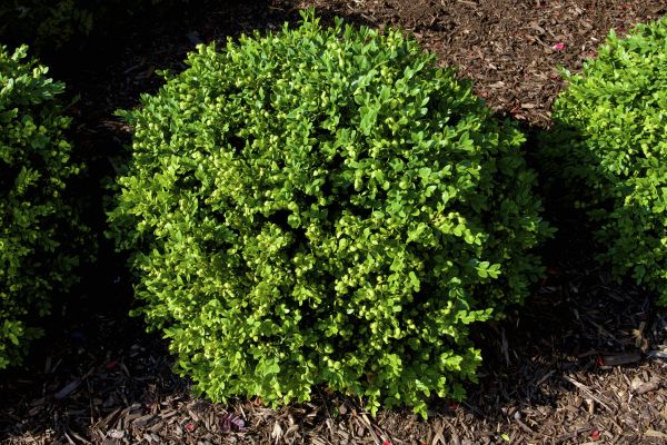 Cost of Boxwood Removal in Grass Valley