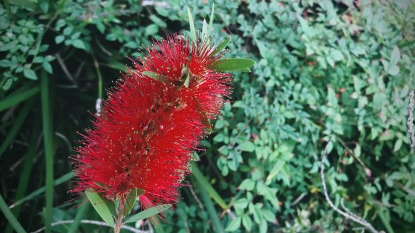 Cost of Bottlebrush Pruning in Grass Valley