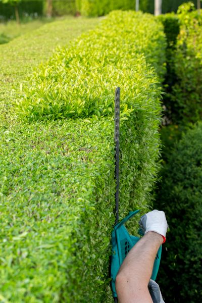 Hedge Trimming in Grass Valley